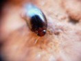 /album/coleoptera/pallodes-pallidus-2-jpg/